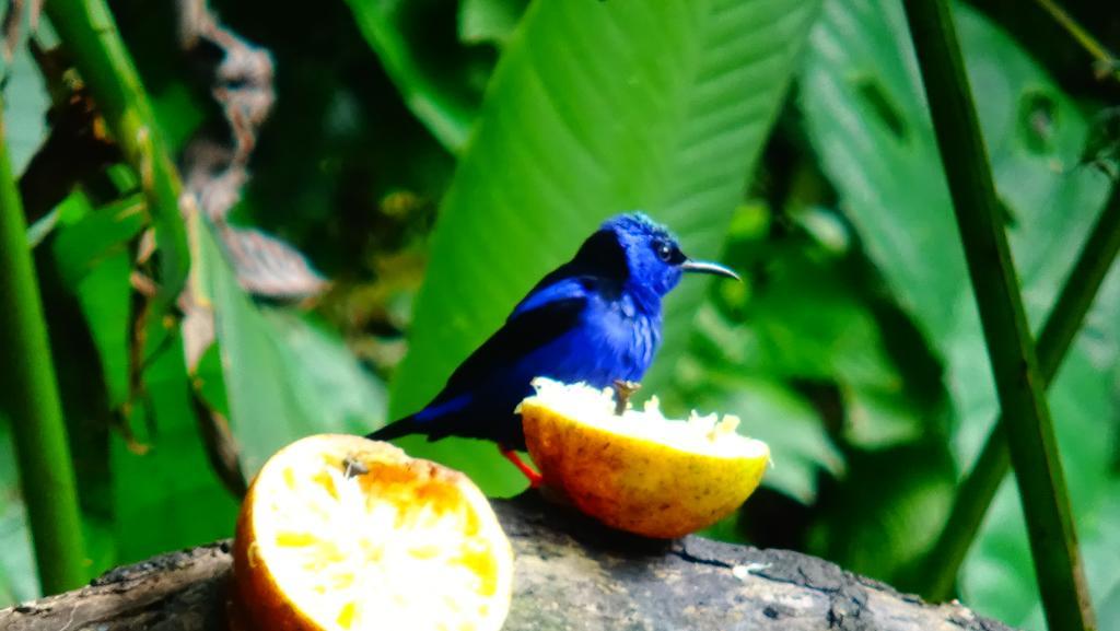 Tropical Paradise Bungalows Pital  المظهر الخارجي الصورة